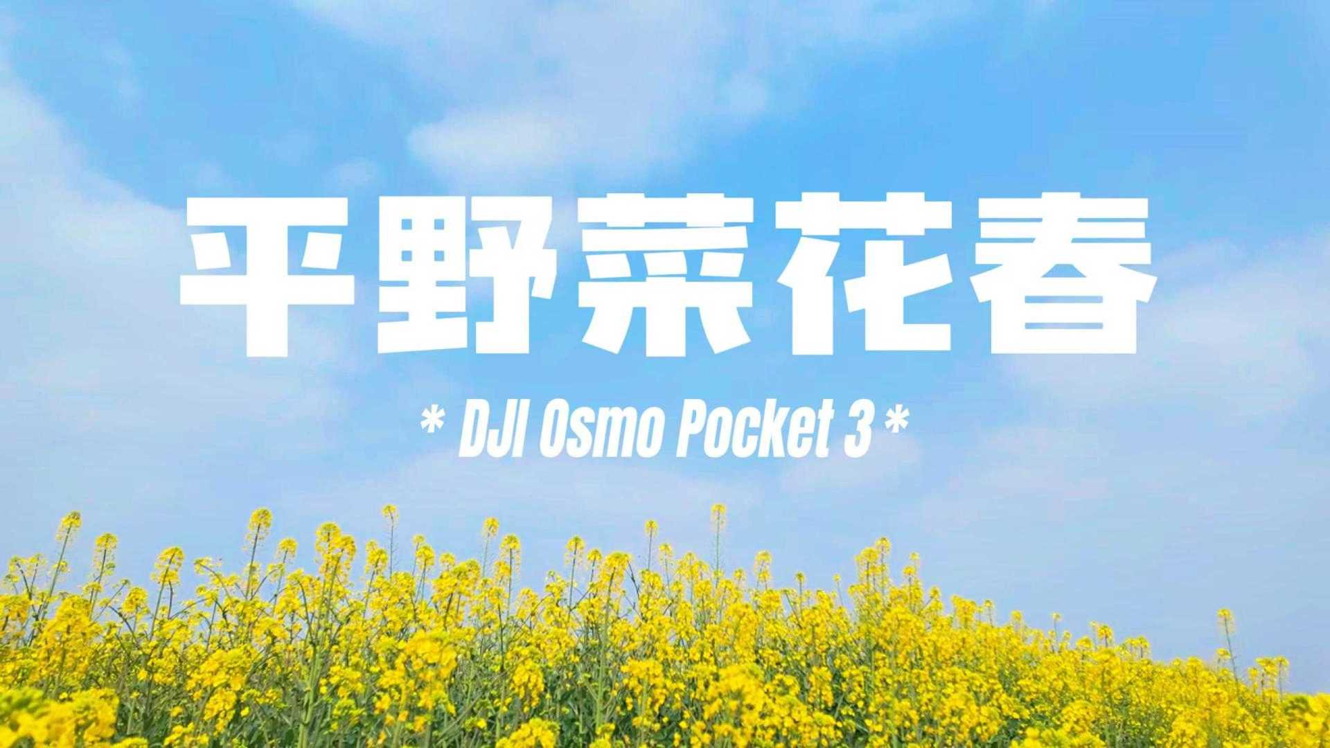 最适合感受240帧升格的场景，DJI Osmo Pocket 3和蜜蜂的对碰