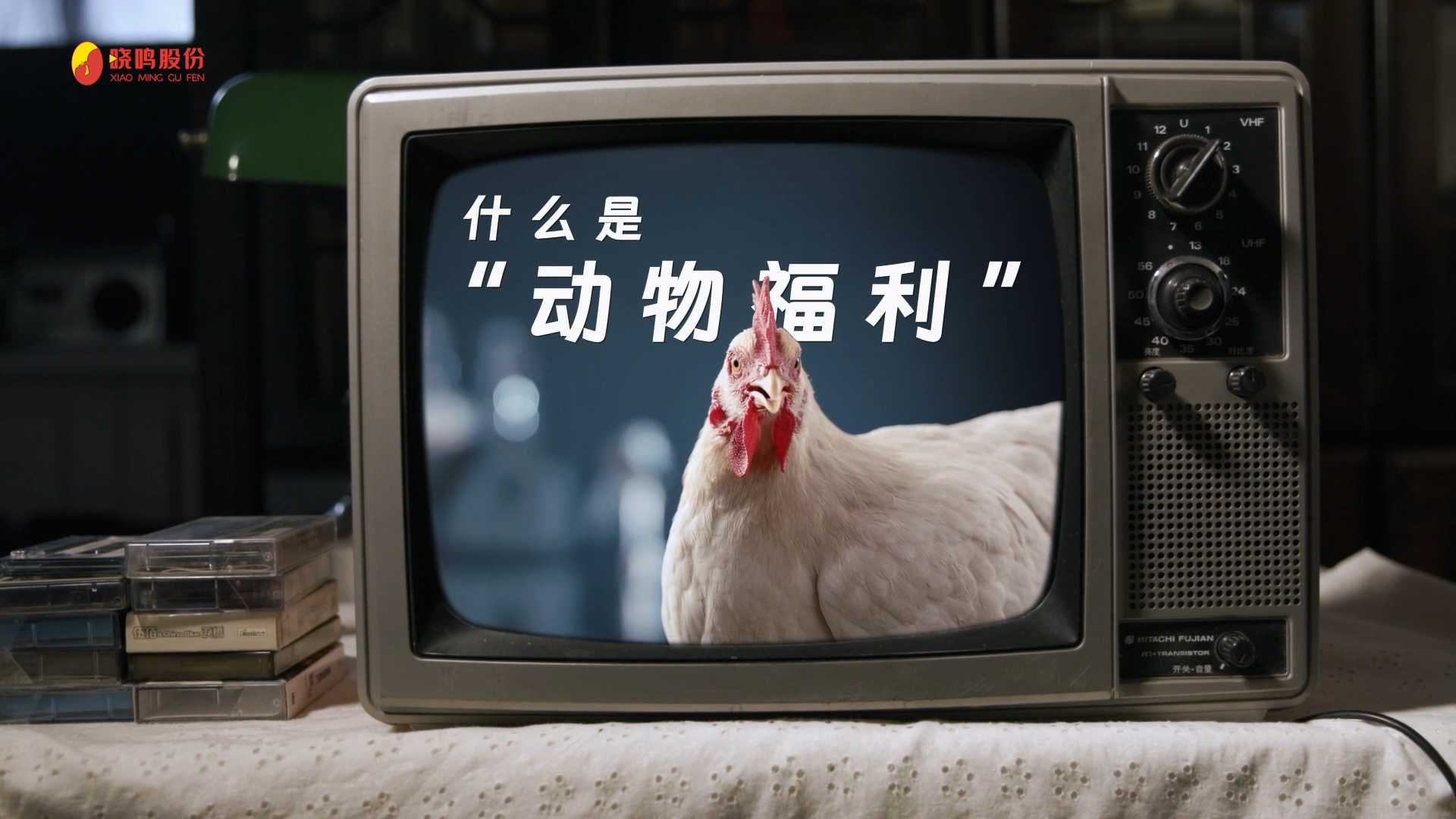 晓鸣股份企业宣传片《动物福利》