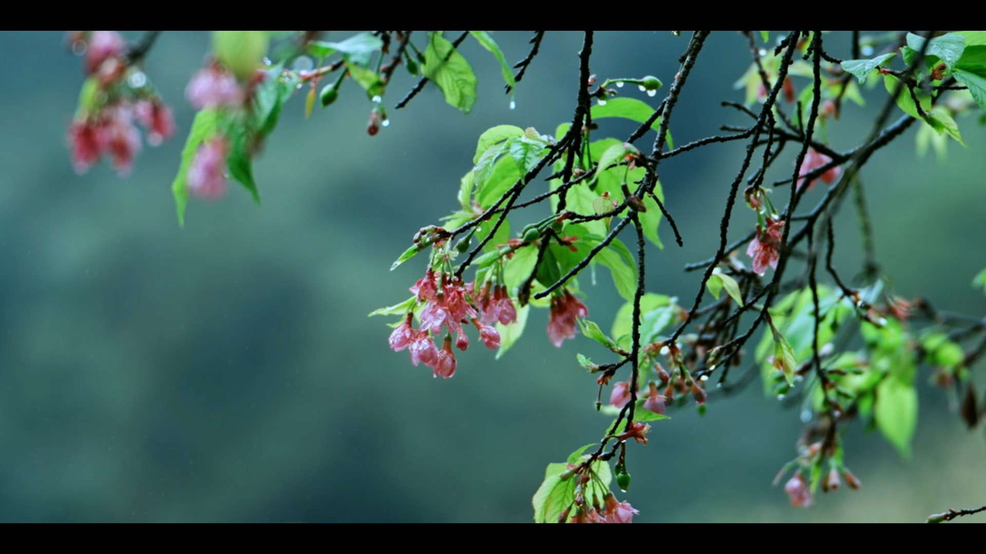 唯美风景短视频《雨后樱花》