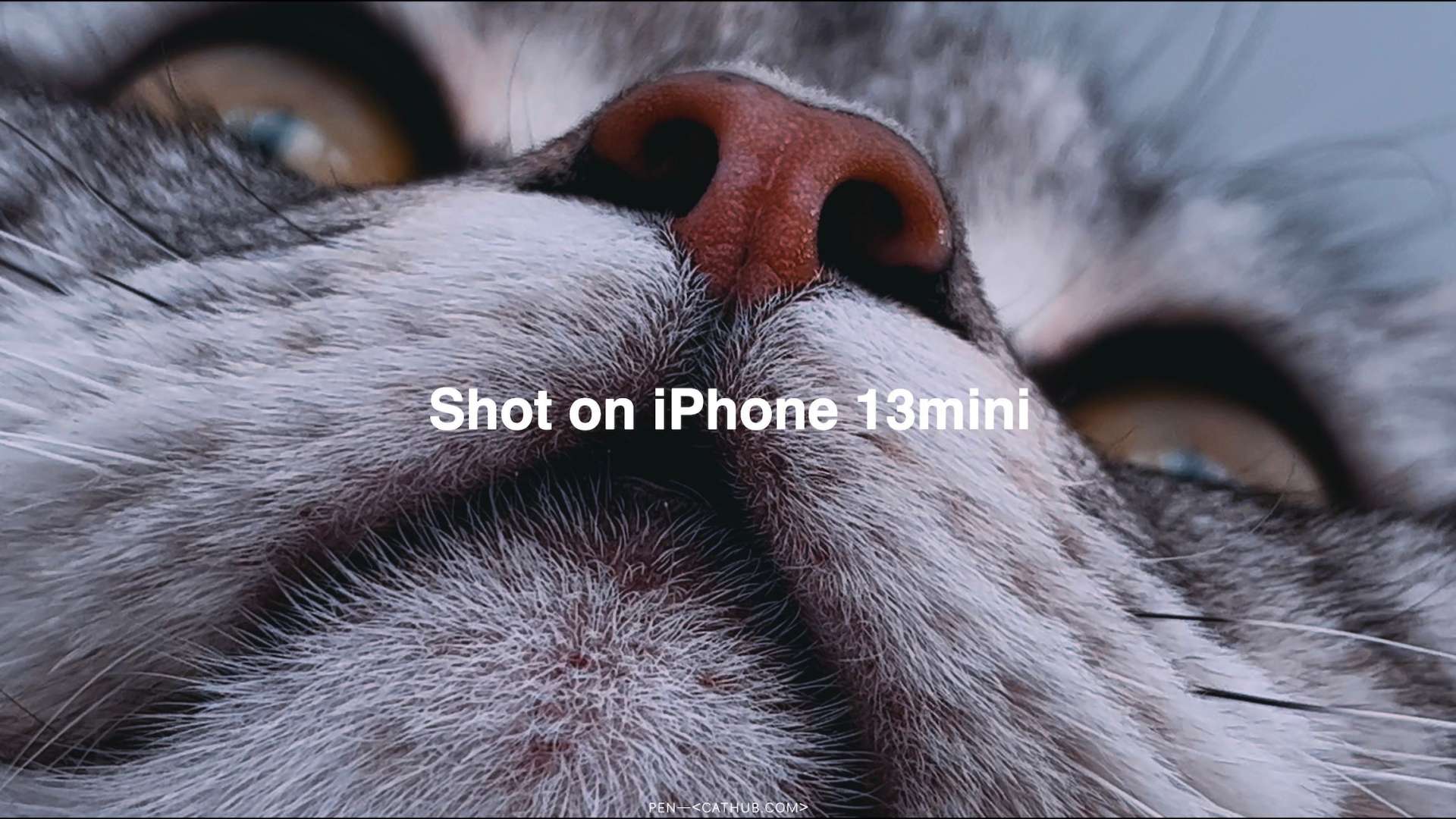 iPhone 13mini杜比视界｜猫片不是毛片