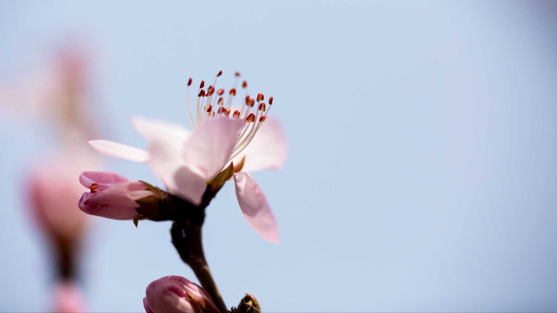 春之色-桃花