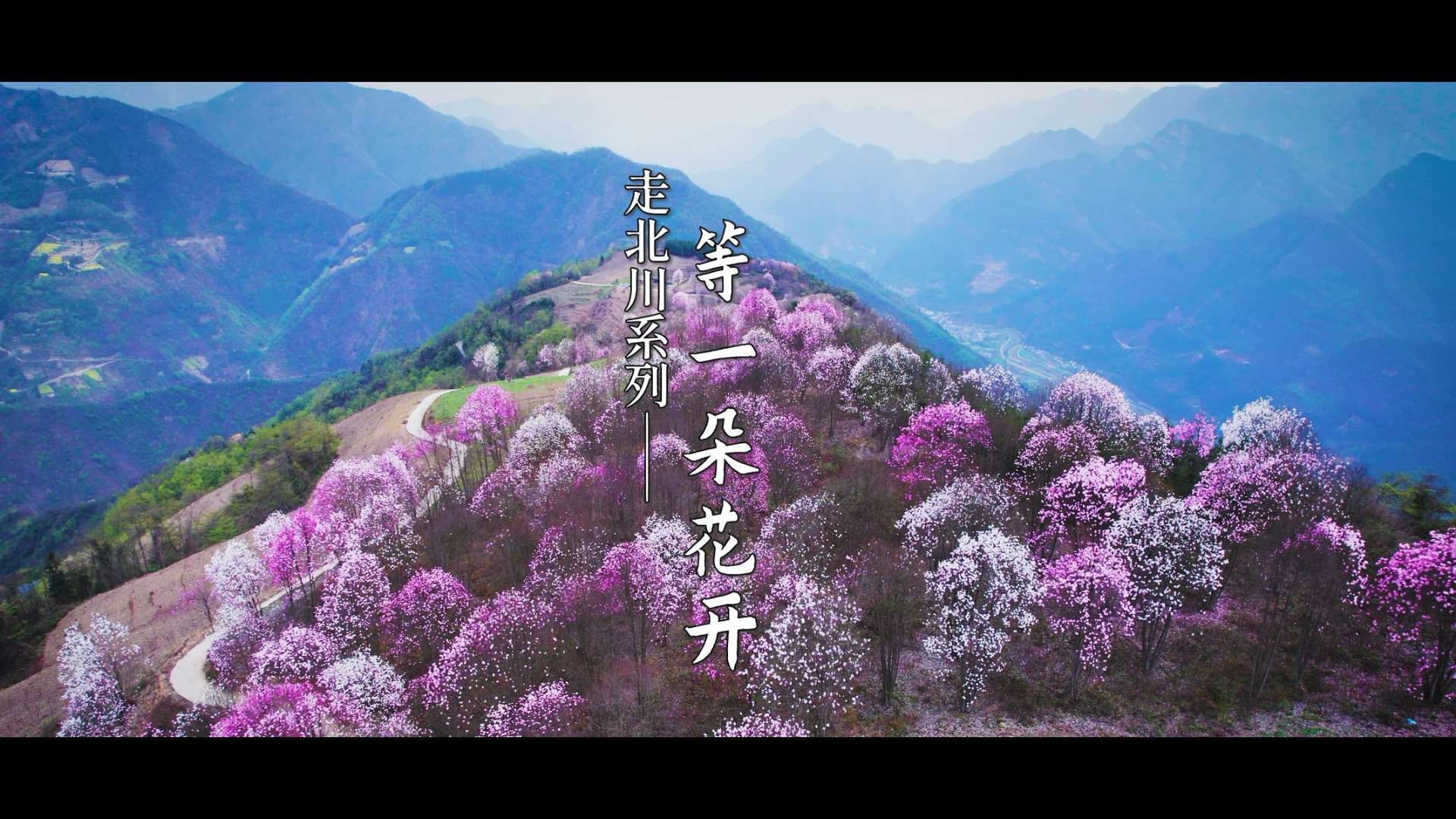 回到家乡北川两年，也是时候拍一个视频送给自己，《等一朵花开》