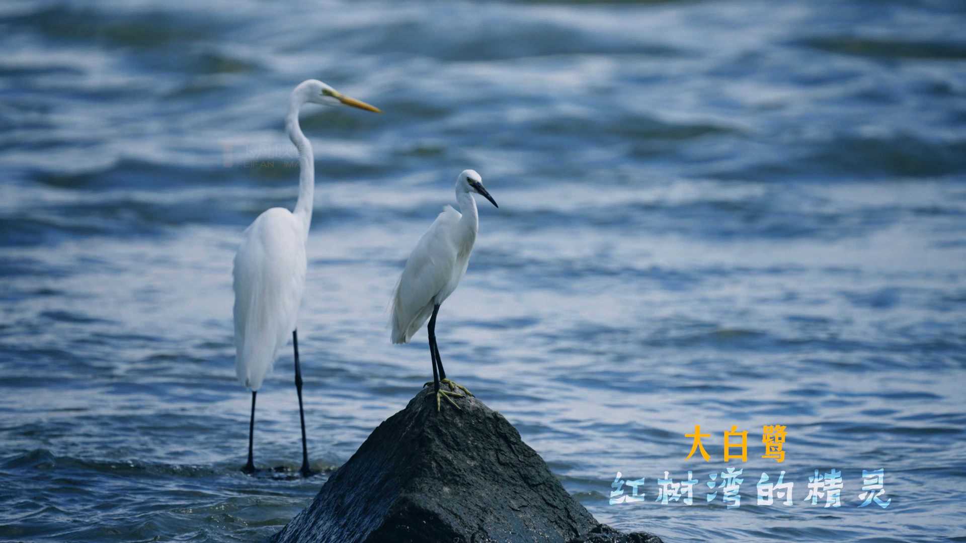 深圳湾过冬的候鸟