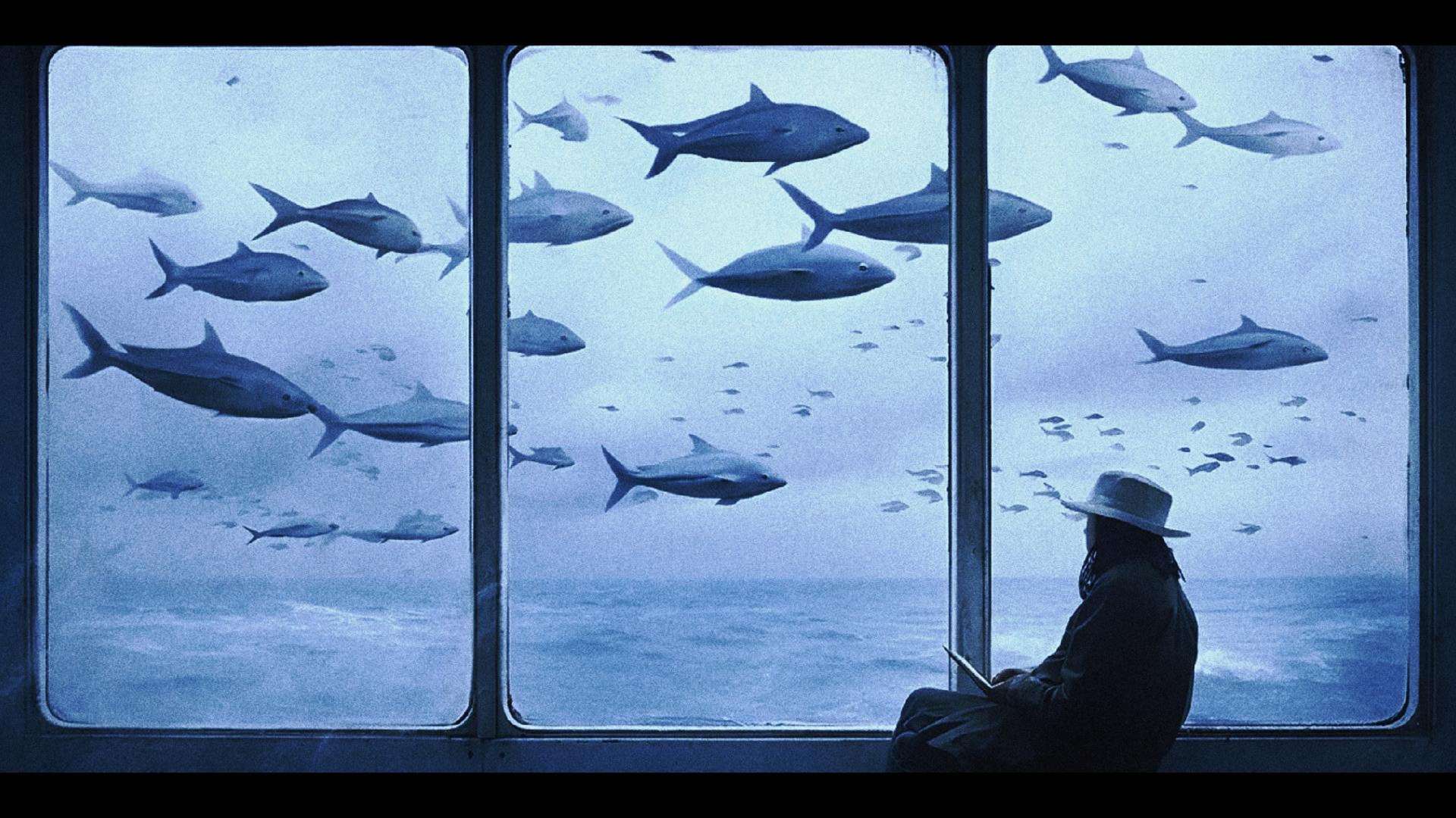 窗外的鱼儿能有什么烦恼