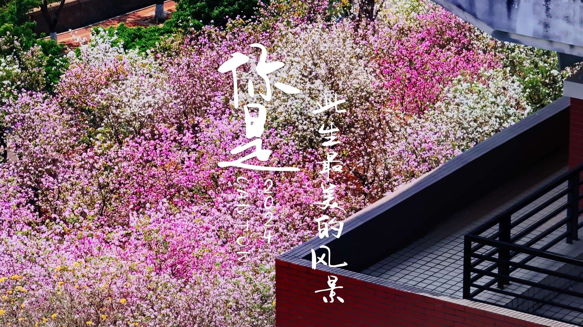 震撼！广州华农的紫荆花终于迎来史诗级绽放，五山路 483 号，这里是花的海洋，快
