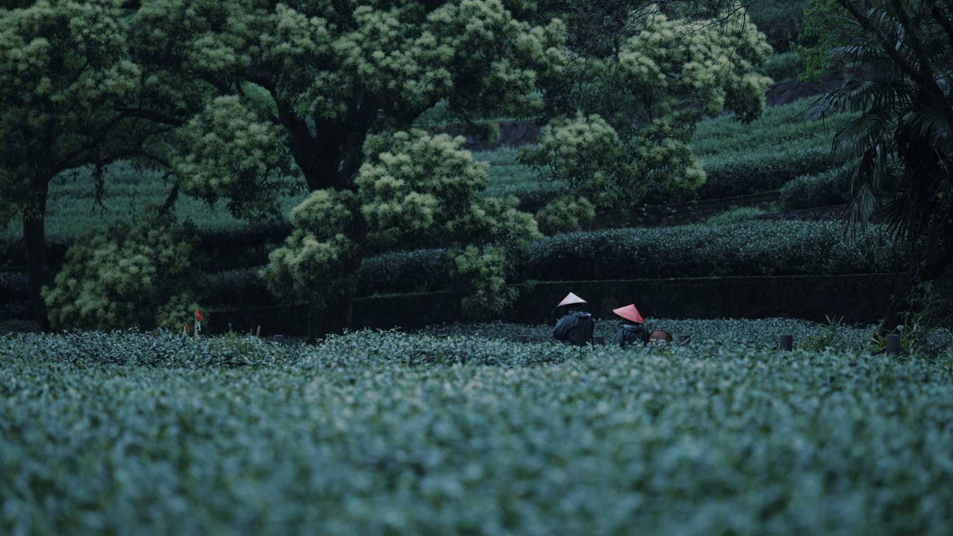 雨天的杭州茶园，只此青绿