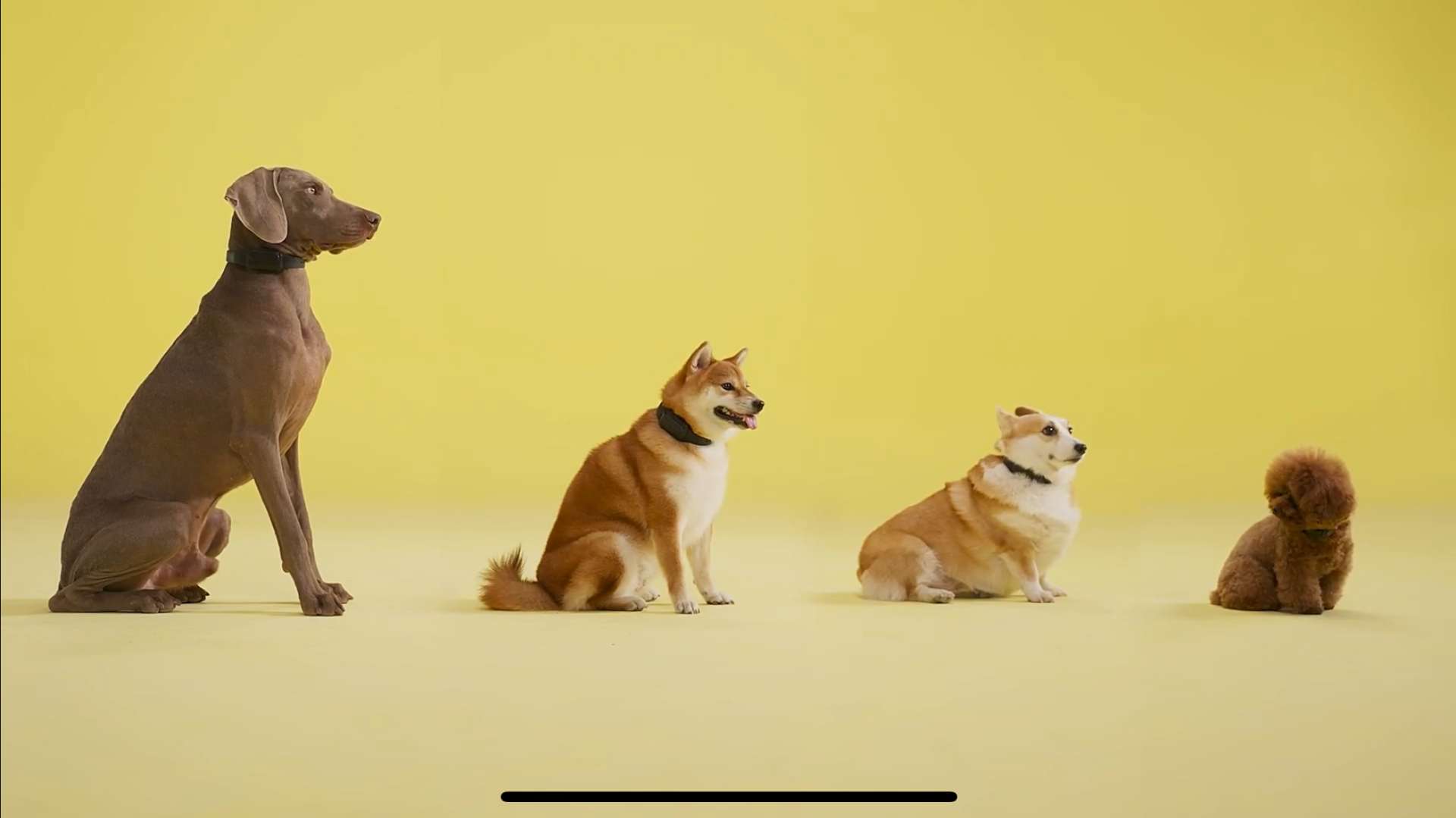 宠物止吠器 狗狗众筹广告拍摄