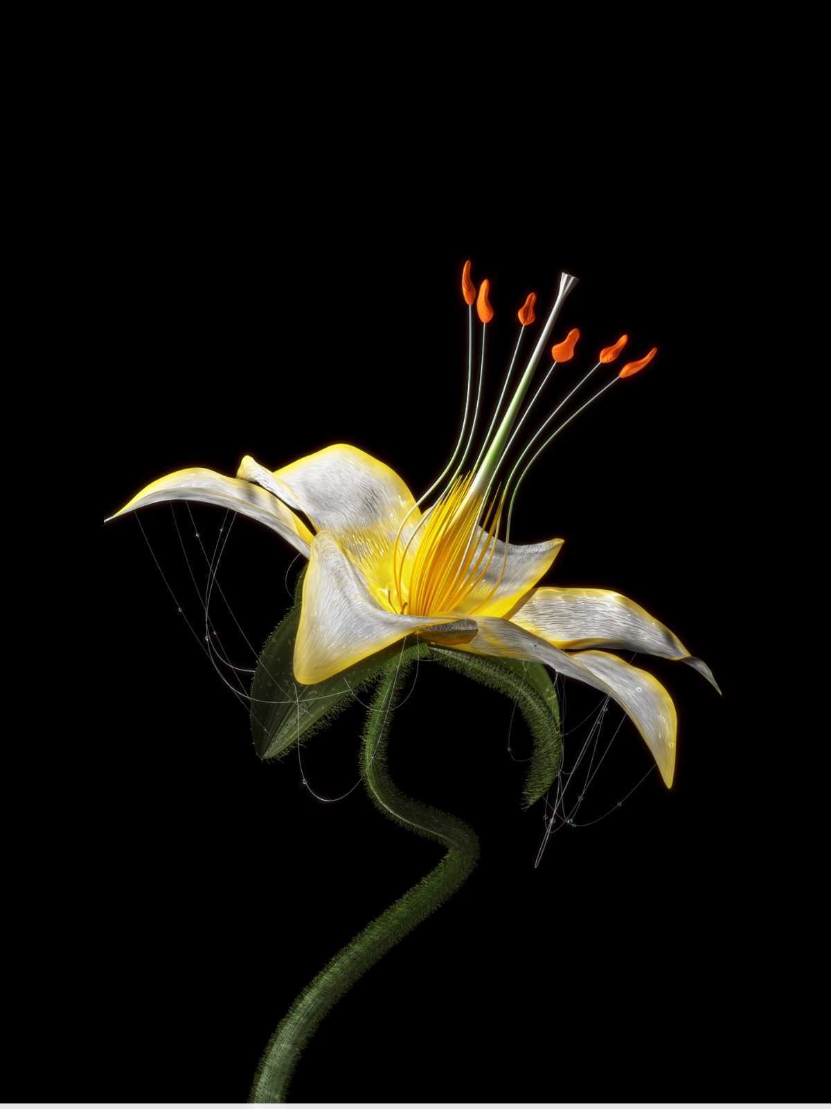lily-bloom花的盛开特效