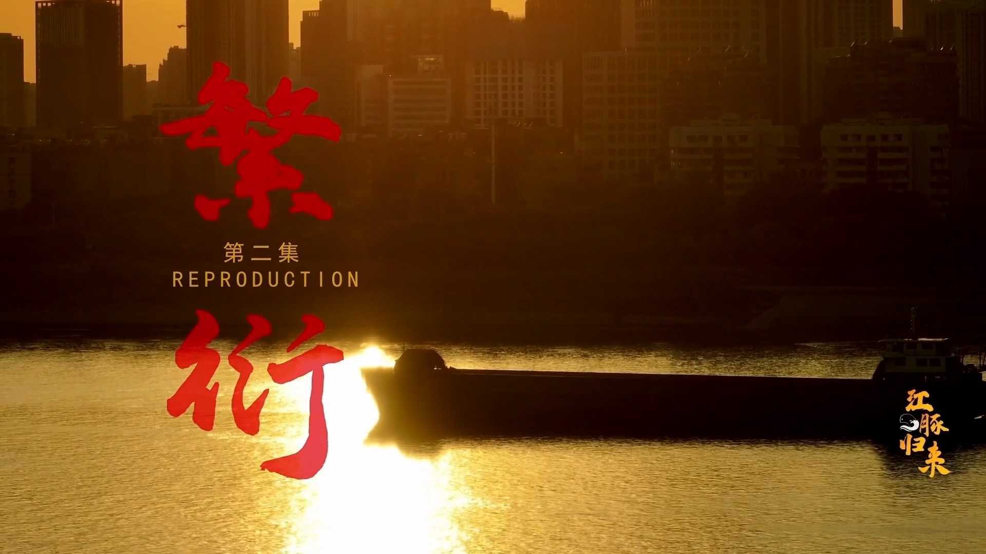 《江豚归来第二集 繁衍》-电视纪录片