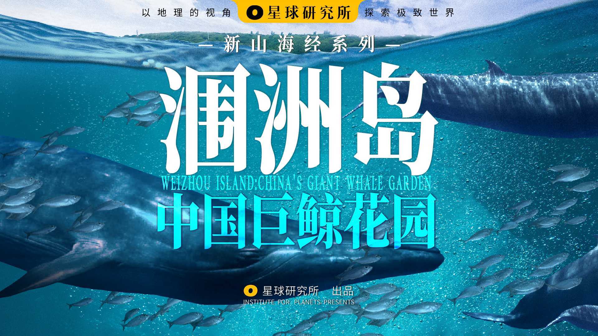 在广西涠洲岛，发现中国巨鲸花园【新山海经01】