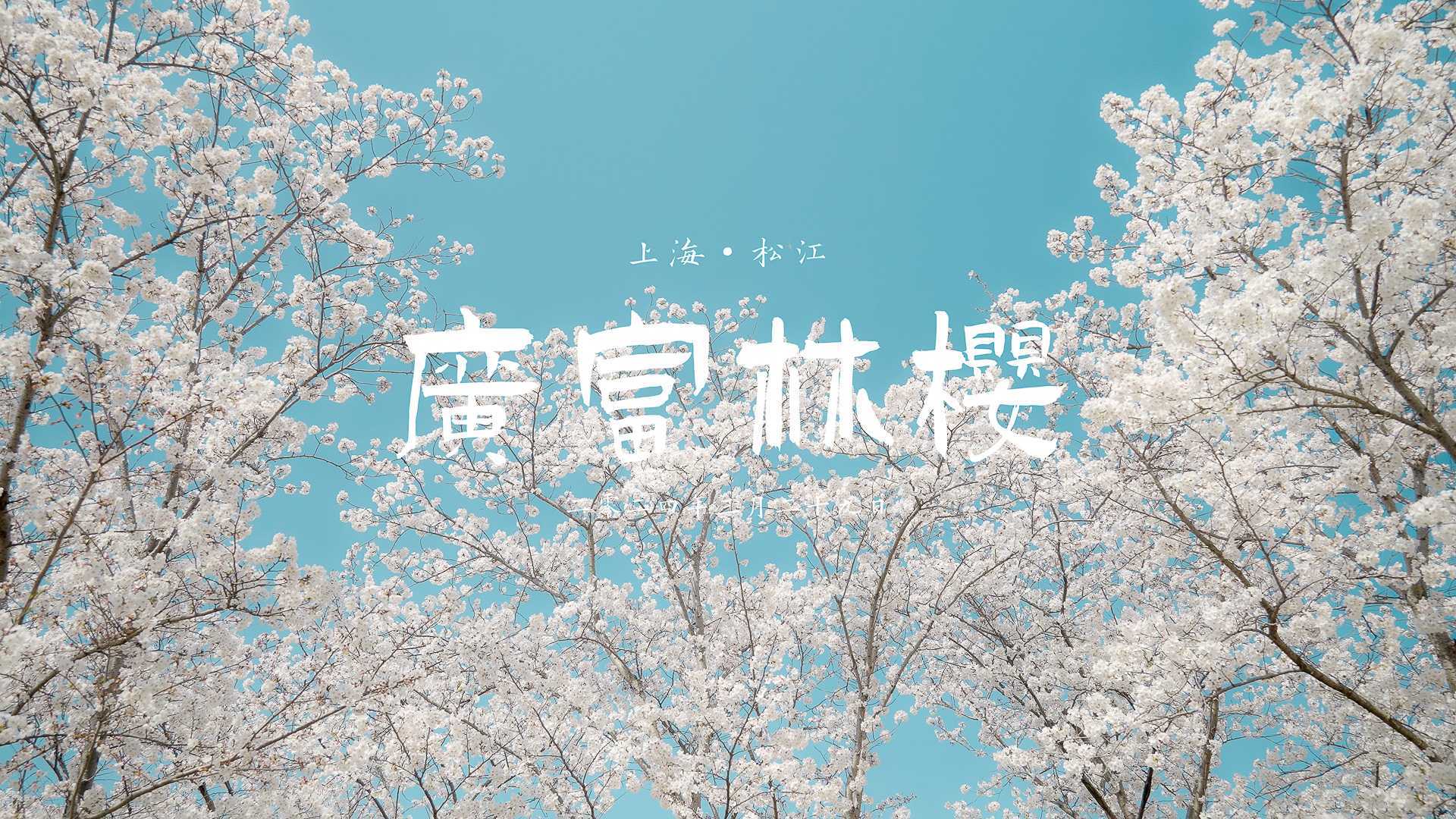 快来上海松江广富林遗址公园看染井吉野樱花，不负春光