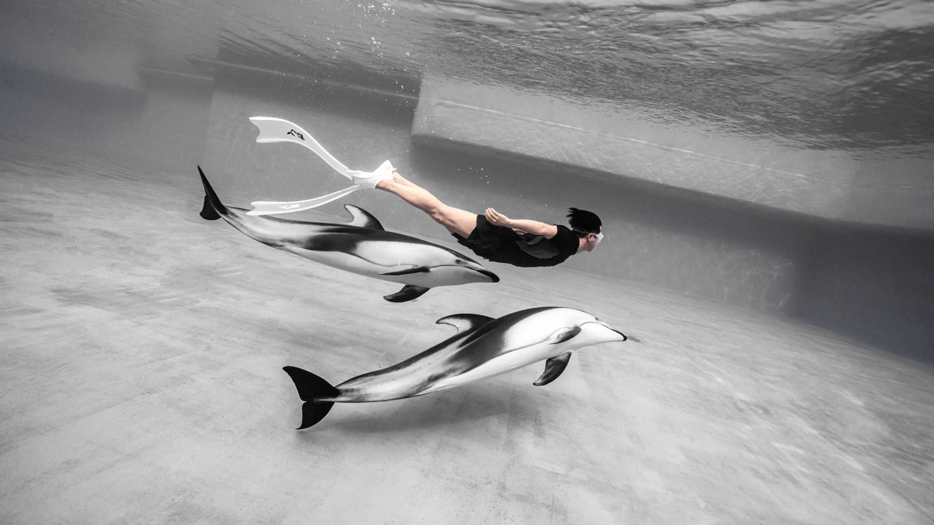 海豚共舞