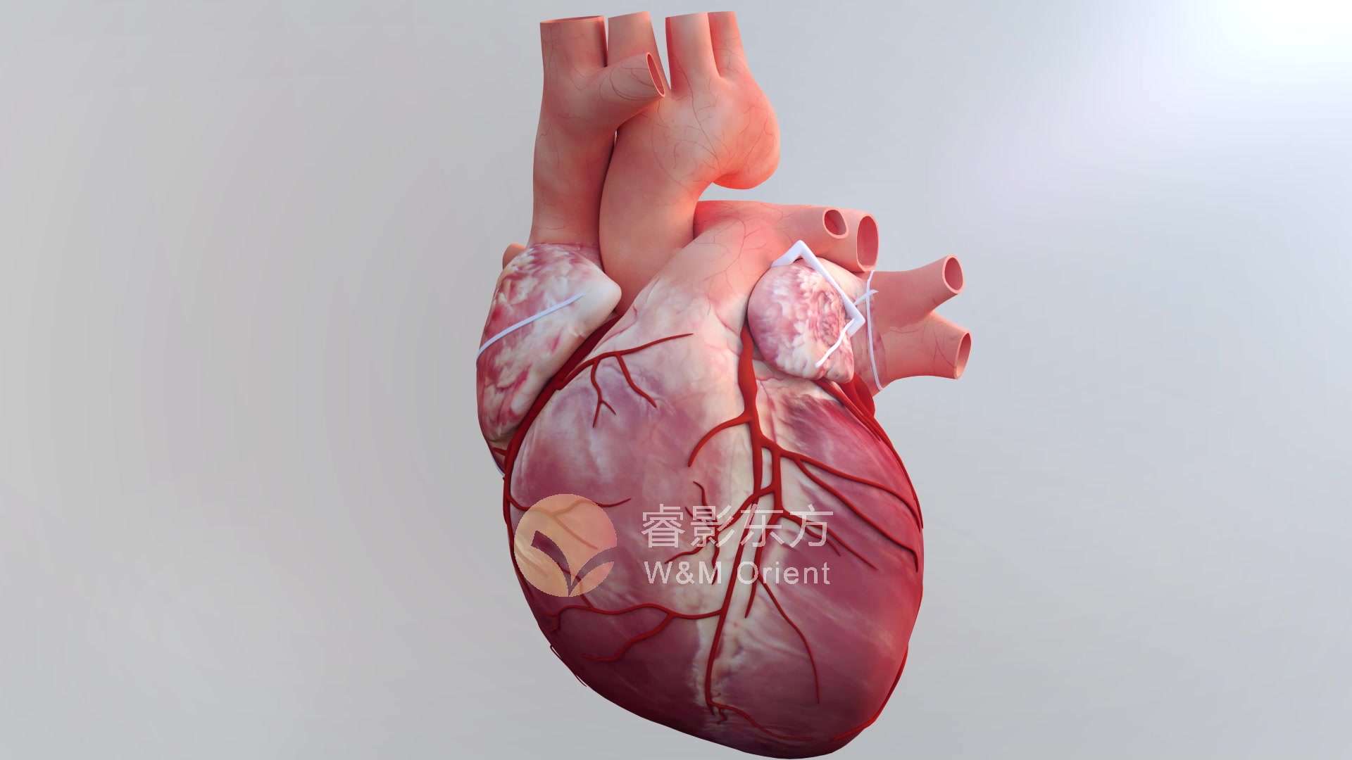 [3D医学动画]心脏动画