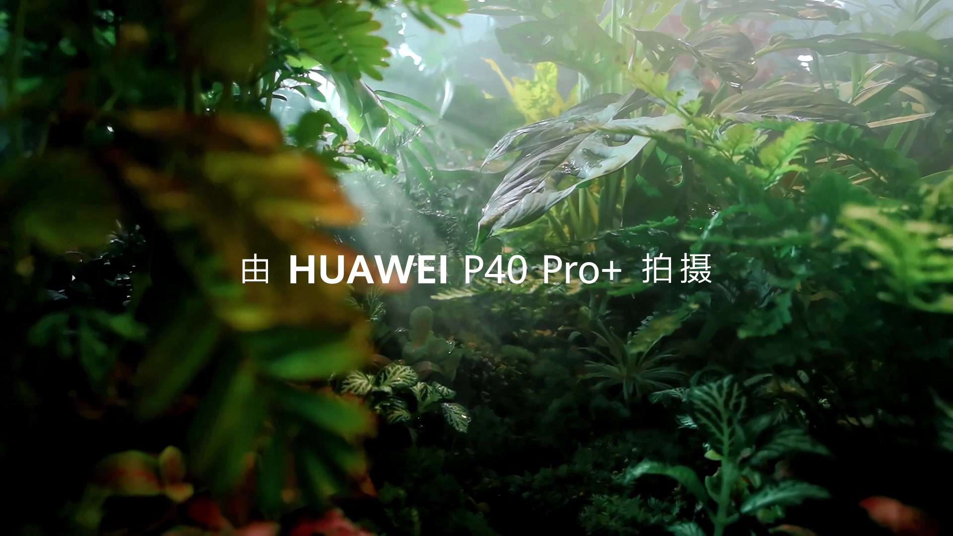HUAWEI P40 Pro+ 雨林篇