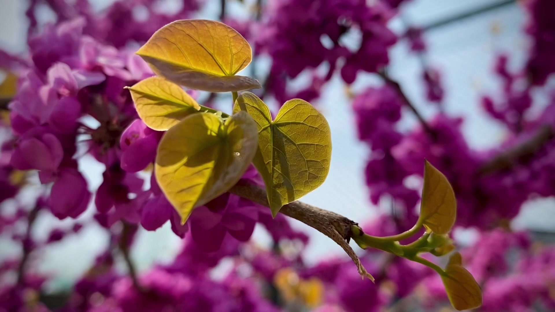 春天紫荆花盛开