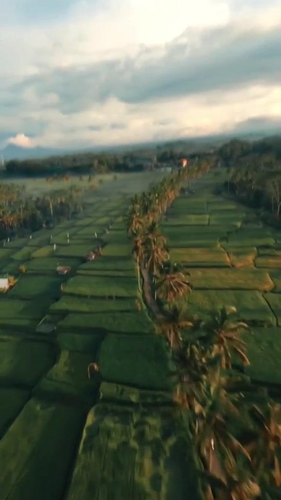 无人机拍摄！巴厘岛美丽的水稻梯田！