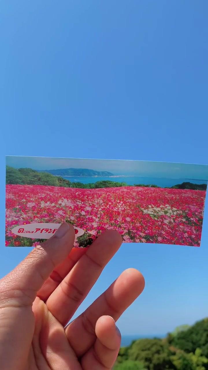 牡丹花海，来自熊吉岛的梦幻景色
