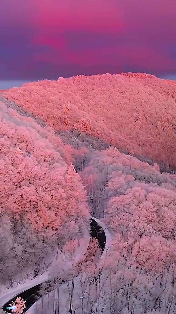 在粉色的晚霞中，雪后的山林如此梦幻！