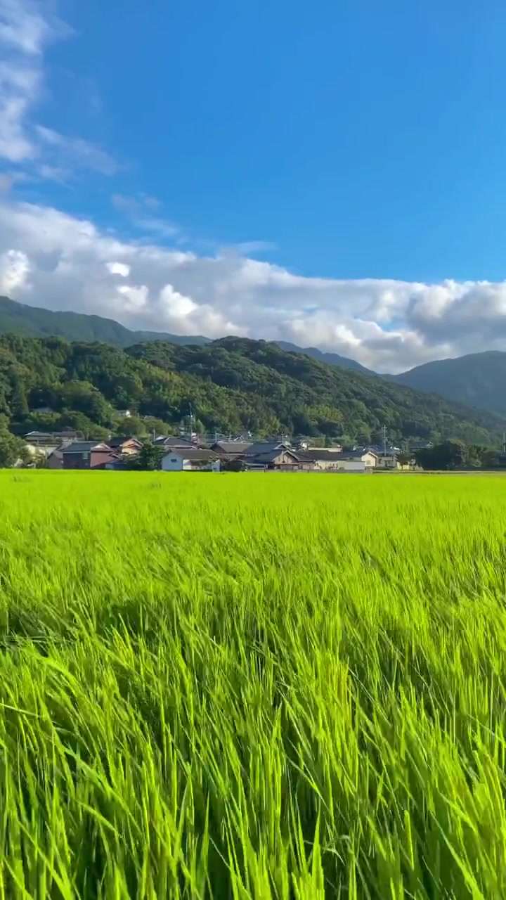 唯美！日本田园风光