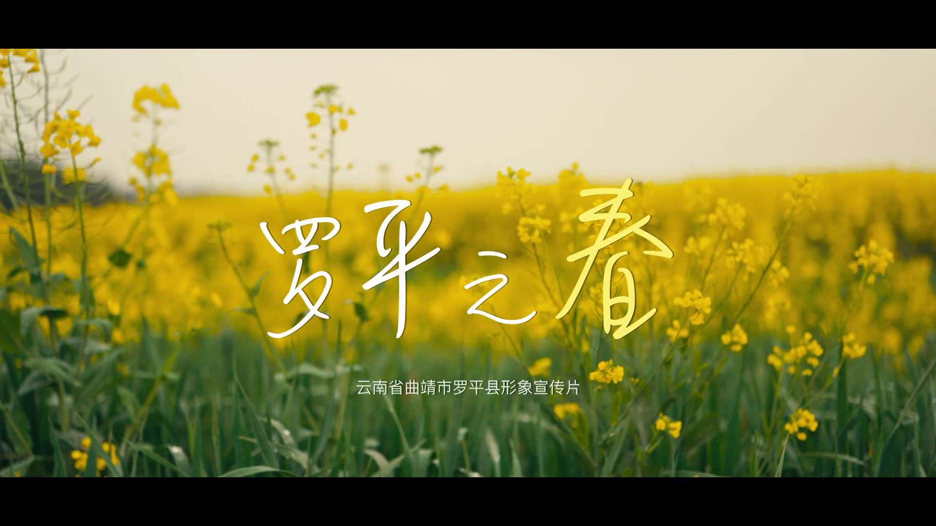 微拍中国罗平站《罗平之春》