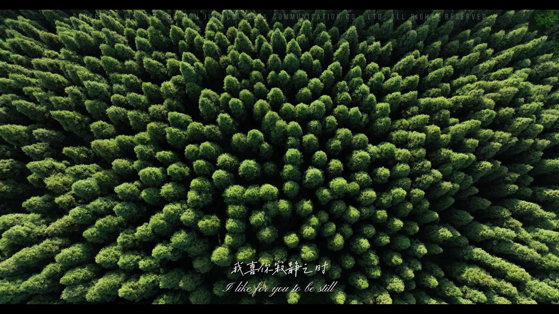觅境 | 《寂静 Silence》-四川彭州中坝森林VLOG