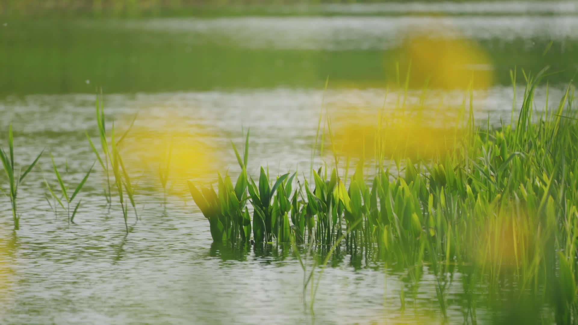 养云安缦 水边的鸢尾花