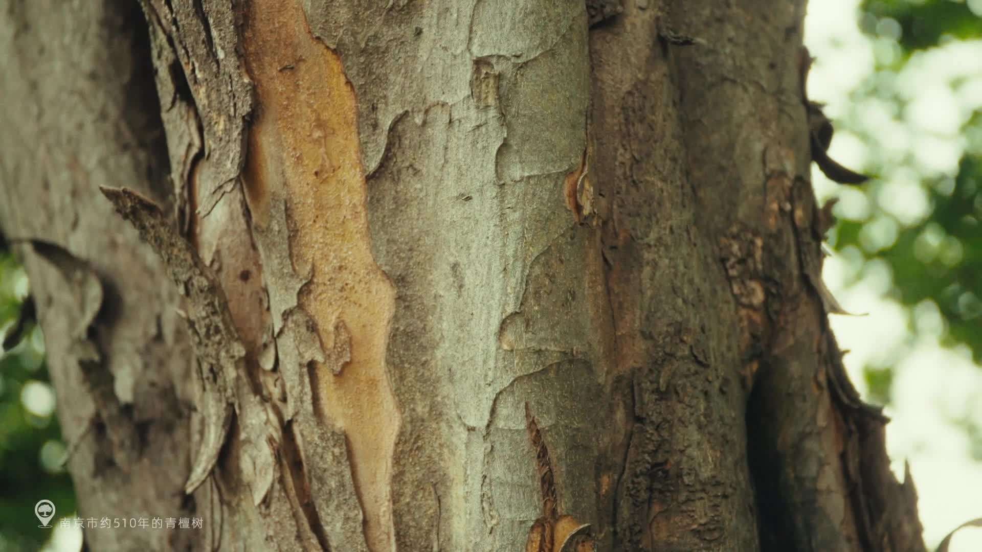 蚂蚁森林古树保护-南京篇