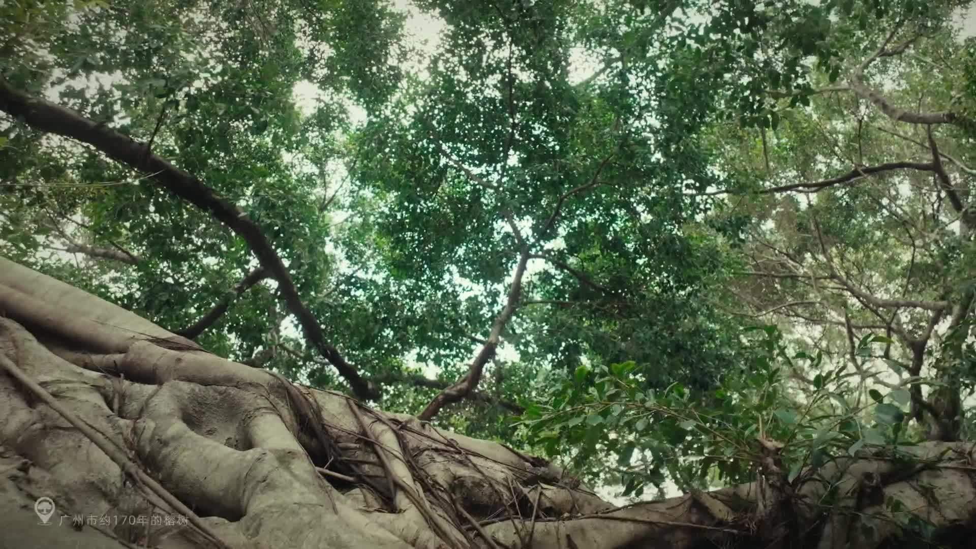 蚂蚁森林古树保护-广州篇