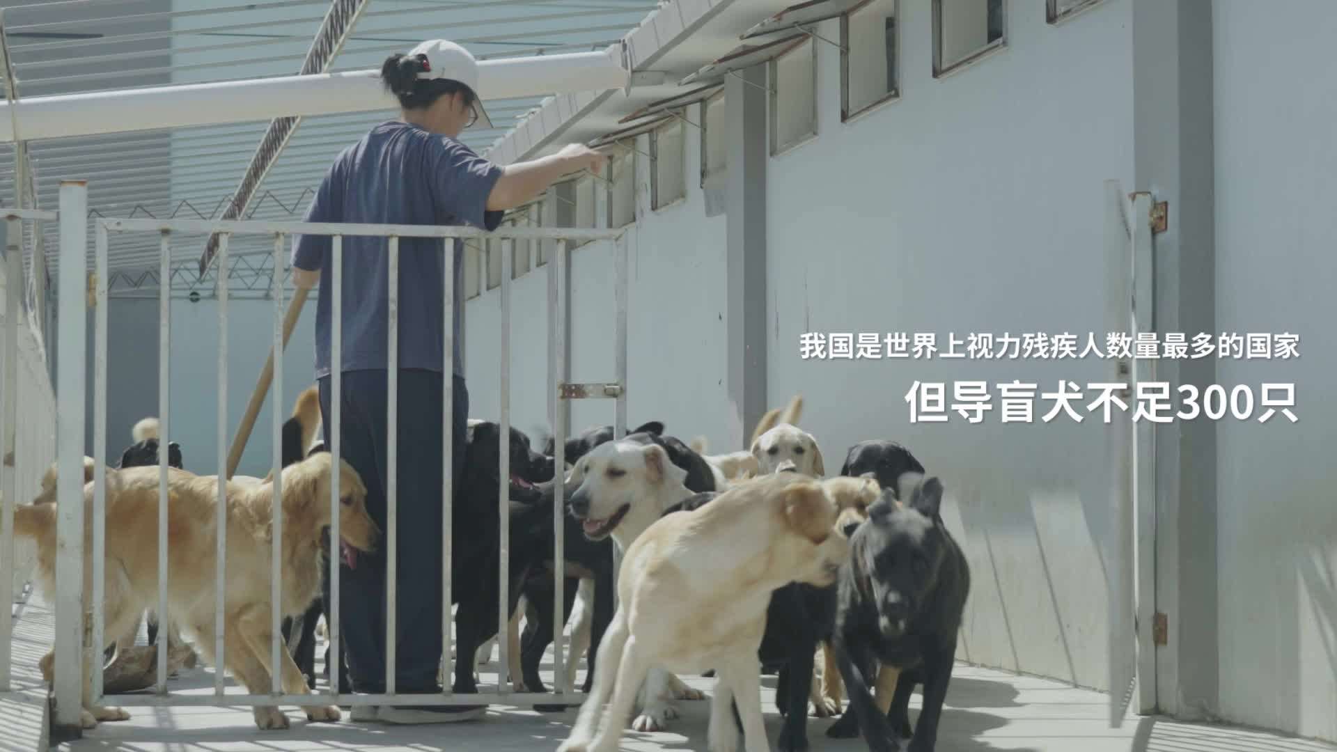 索来多 导盲犬纪录片