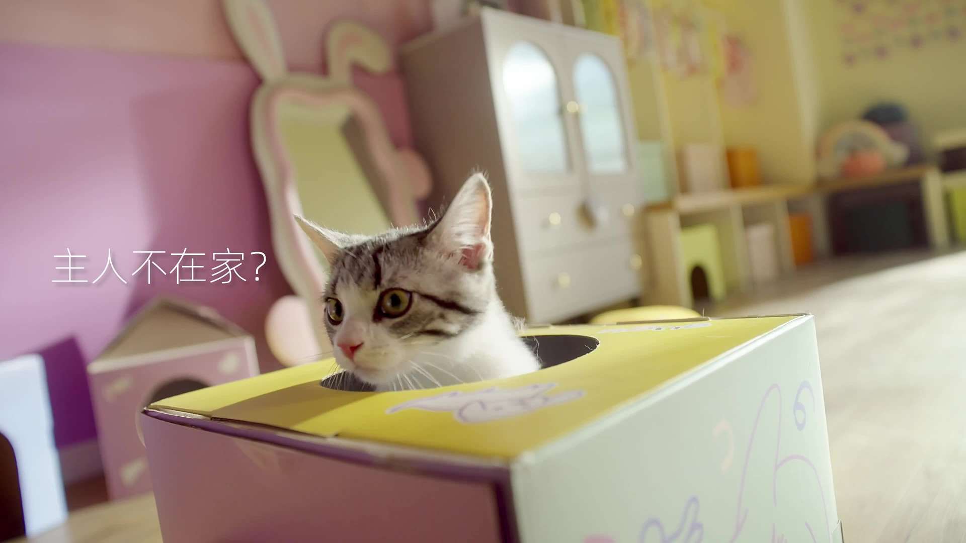 宠咕咕 宠物猫狗拍摄品牌片