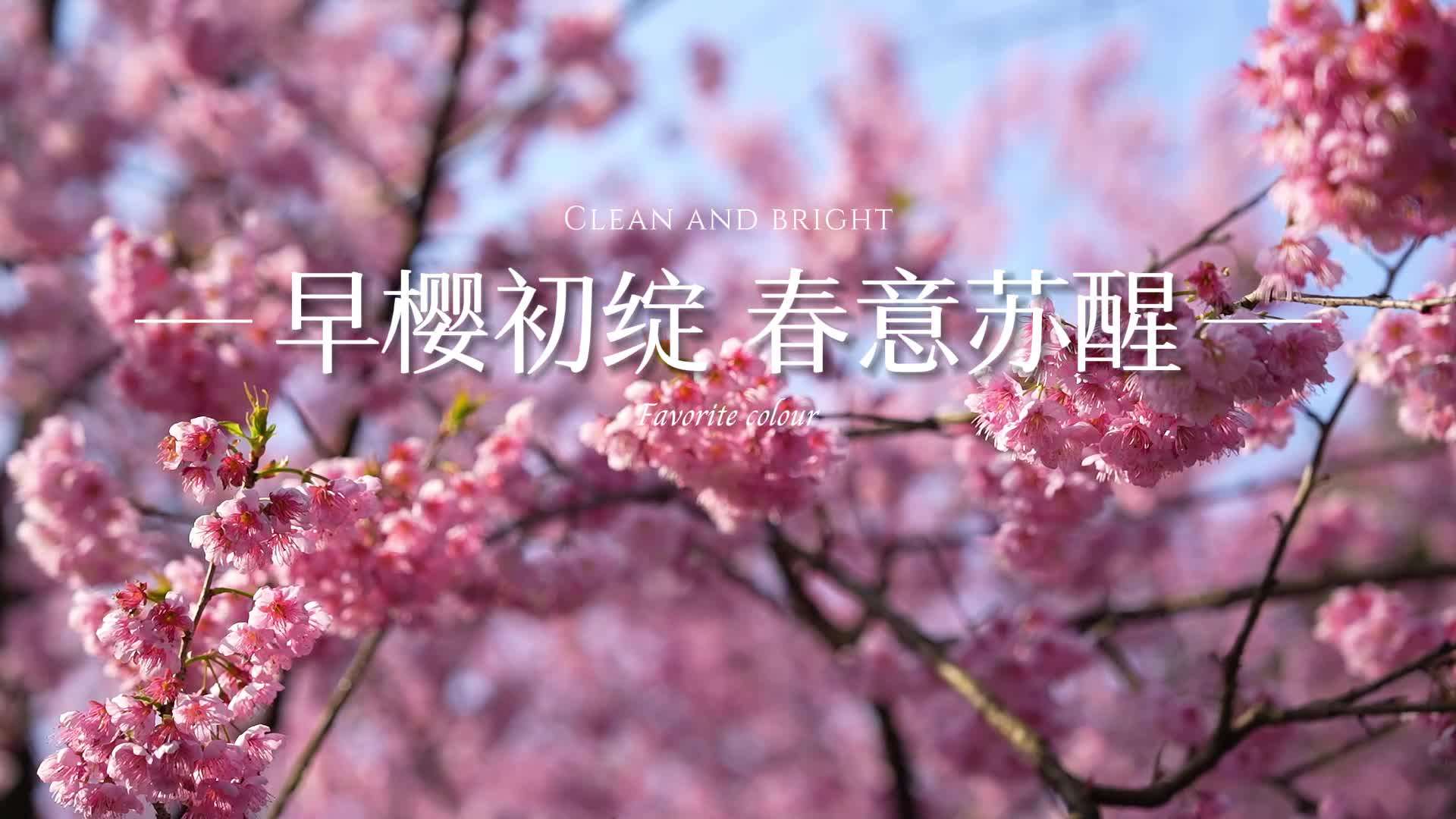 重庆植物园樱花绽放