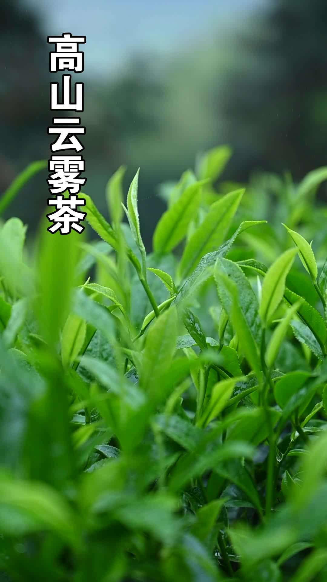 莽山绿茶