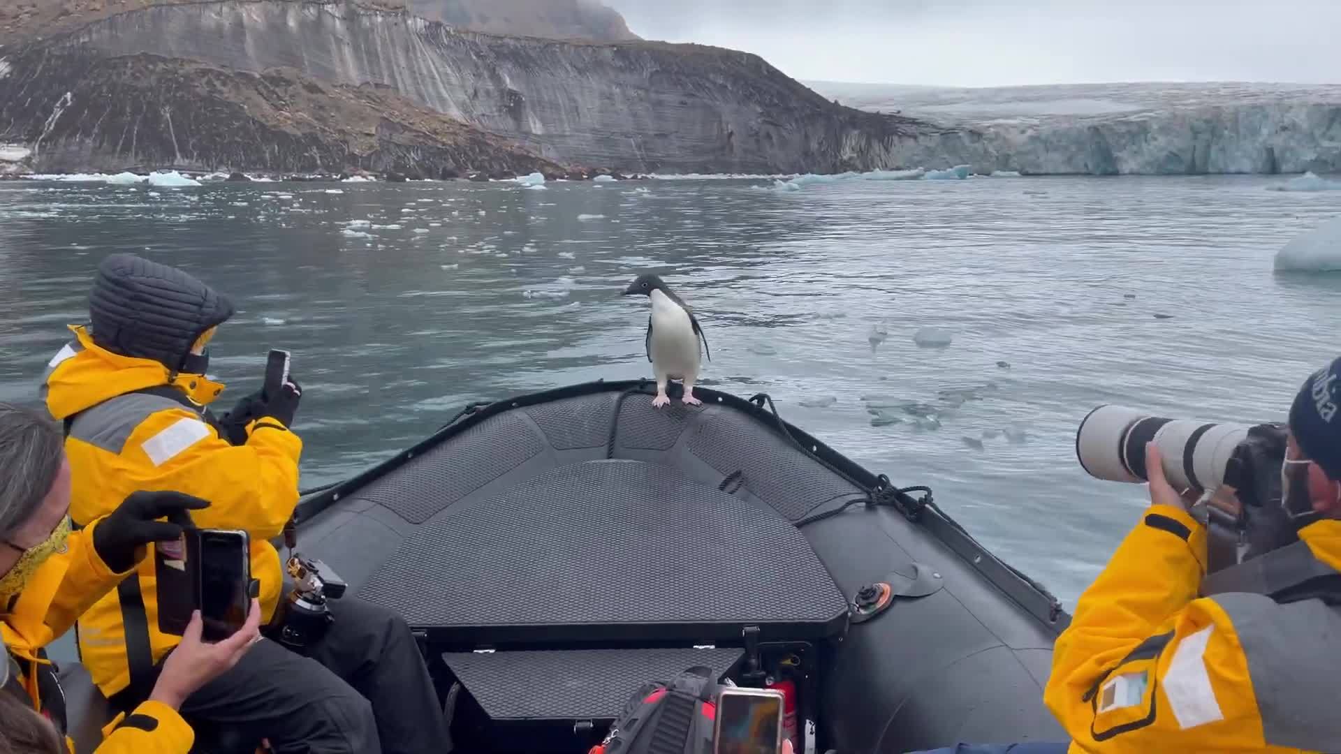 企鹅情急乘坐南极出租车？